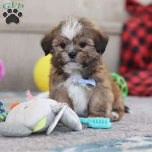 Bentley, Lhasa Apso Puppy